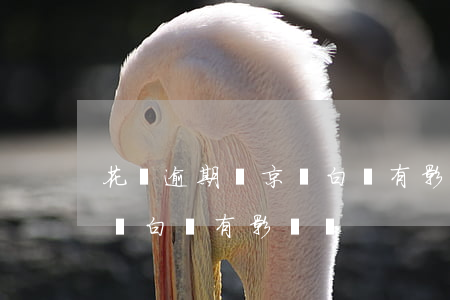 花唄逾期對京東白條有影響嗎(花唄逾期對京東白條有影響嗎)