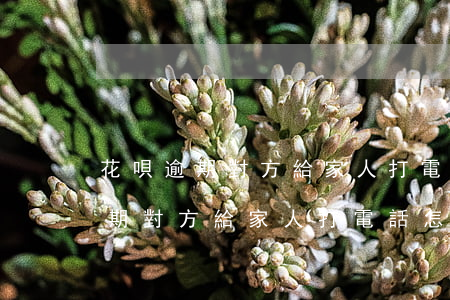 花唄逾期對方給家人打電話怎么辦-花唄逾期對方給家人打電話怎么辦呢