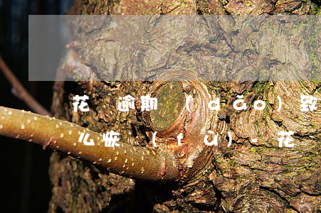 花唄逾期導(dǎo)致芝麻信用350怎么恢復(fù)-花唄逾期導(dǎo)致芝麻信用350怎么恢復(fù)