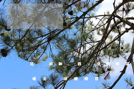 花唄逾期導致無法使用(花唄從未逾期為什么提示無法使用花唄)