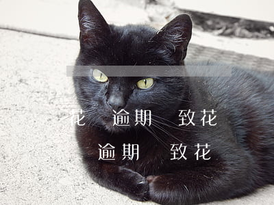 花唄逾期導致花唄凍結還款后多久解凍-花唄逾期導致花唄凍結還款后多久解凍啊