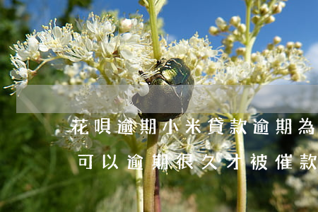 花唄逾期小米貸款逾期(為什么有些人的花唄可以逾期很久才被催款)