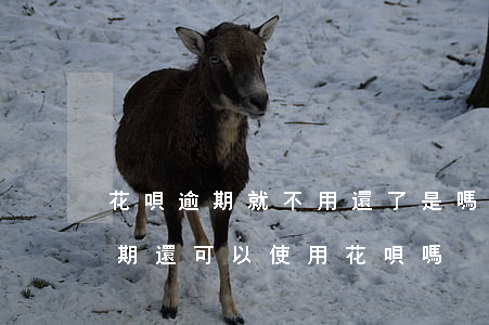 花唄逾期就不用還了是嗎(花唄還款后不算逾期還可以使用花唄嗎)