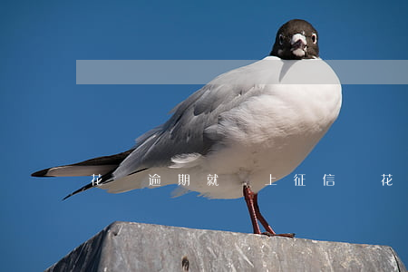 花唄逾期就會上征信嗎(花唄逾期就會上征信嗎)