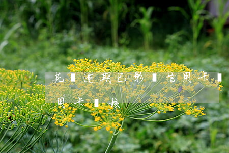 花唄逾期已影響信用卡嗎(花唄逾過期影響信用卡審核)