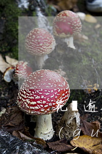花唄逾期已經(jīng)還清可以立馬關(guān)閉嗎