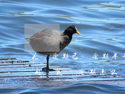 花唄逾期已經逾期半年了(花唄逾期多久會被起訴?花唄逾期怎么辦)