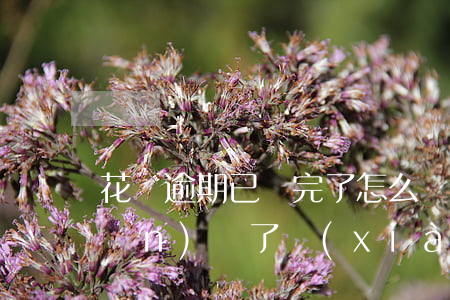 花唄逾期已還完了怎么辦(花唄逾期關(guān)閉了 現(xiàn)在還錢但是不知道自己欠多少怎么辦)