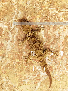 花唄逾期平臺警告圖片(你的花唄狀態(tài)異常,暫不能調(diào)整沒有逾期)