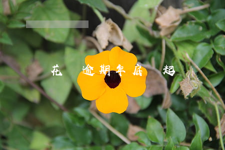 花唄逾期年底會起訴嗎