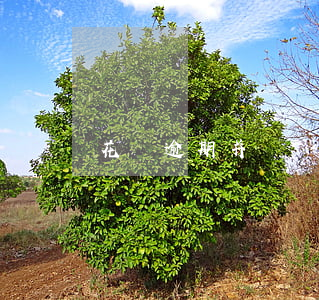 花唄逾期并記錄怎么辦(怎么看花唄的逾期記錄)