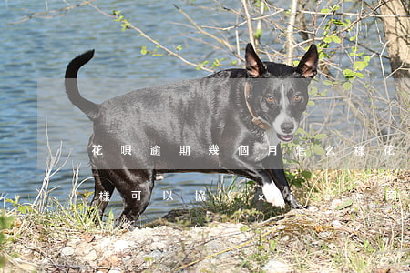 花唄逾期幾個月怎么樣(花唄逾期幾個月怎么樣可以協(xié)商)