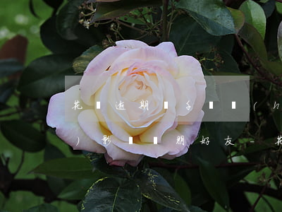 花唄逾期幾千塊,會(huì)不會(huì)影響親朋好友-花唄逾期幾千塊,會(huì)不會(huì)影響親朋好友呢