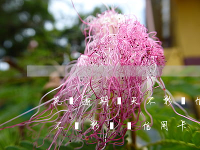 花唄逾期幾天不影響信用卡(花唄逾期幾天會不會影響辦信用卡)