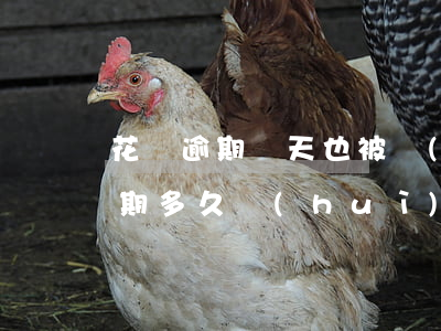 花唄逾期幾天也被風(fēng)控(花唄逾期多久會(huì)被起訴?花唄逾期怎么辦)