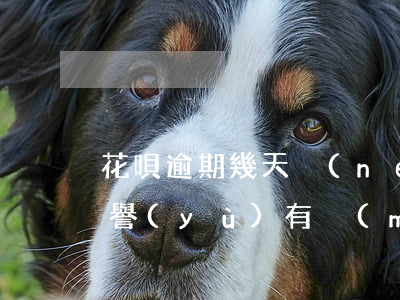 花唄逾期幾天內(nèi)對(duì)信譽(yù)有沒(méi)有影響-花唄逾期幾天內(nèi)對(duì)信譽(yù)有沒(méi)有影響呢