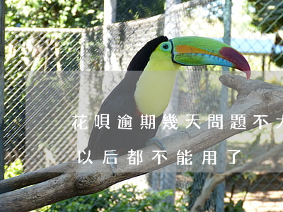花唄逾期幾天問題不大(花唄逾期幾天是不是以后都不能用了?)