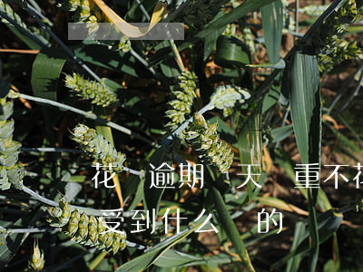 花唄逾期幾天嚴重不(花唄逾期幾天不還款會受到什么樣的懲罰)