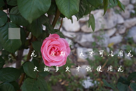花唄逾期幾天才可以用(花唄逾期半年還款后大概多久才能使用花唄)