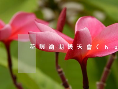 花唄逾期幾天會(huì)發(fā)信息