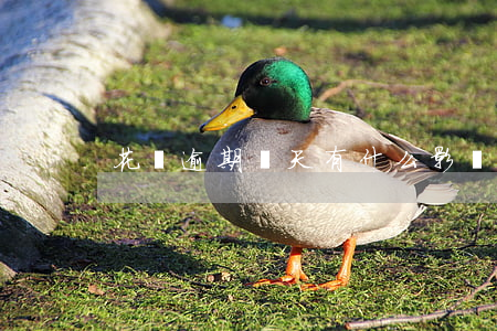 花唄逾期幾天有什么影響