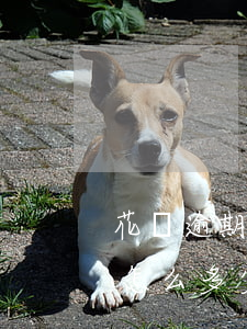 花唄逾期幾天有利息嗎(支付寶花唄逾期利息怎么多少)