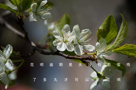花唄逾期幾天沒有影響嗎(花唄逾期幾個月還了多久才可以用花唄)