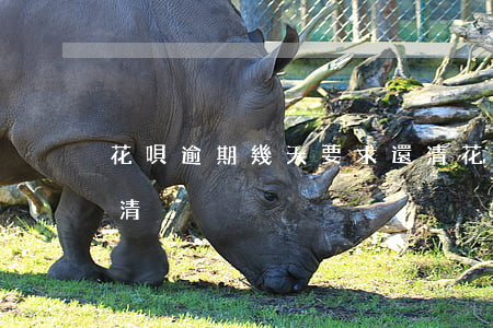 花唄逾期幾天要求還清(花唄逾期幾天要求還清)