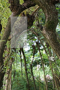 花唄逾期幾天還款期限(花唄有幾天還款期限)
