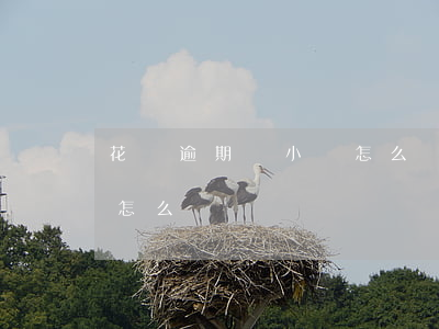 花唄逾期幾小時怎么樣(支付寶花唄逾期了會怎么樣嗎)