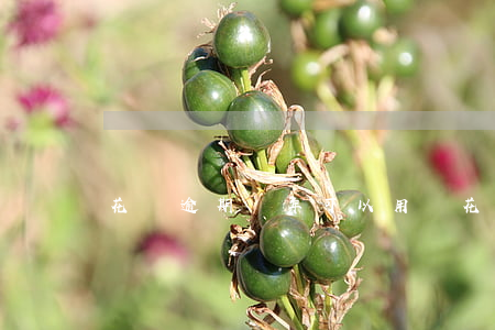 花唄逾期幾年可以用嗎(花唄逾期幾年可以用嗎)