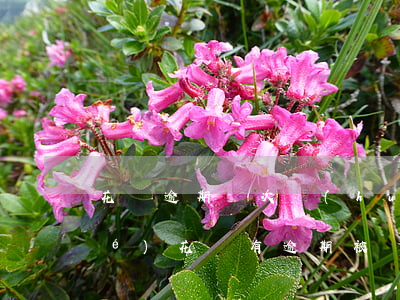 花唄逾期幾次會(huì)徹底凍結(jié)(花唄有逾期被凍結(jié),大概什么時(shí)候可以解除)