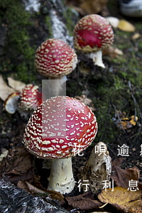 花唄逾期強(qiáng)制執(zhí)行利息(花唄不還會(huì)強(qiáng)制執(zhí)行嗎)