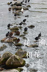 花唄逾期影響上飛機(jī)嗎(信用卡逾期和花唄逾期影響坐飛機(jī)嗎?)