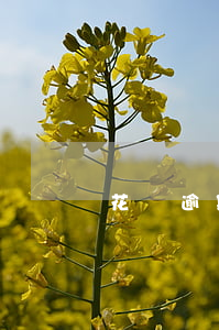 花唄逾期影響交農(nóng)保嗎