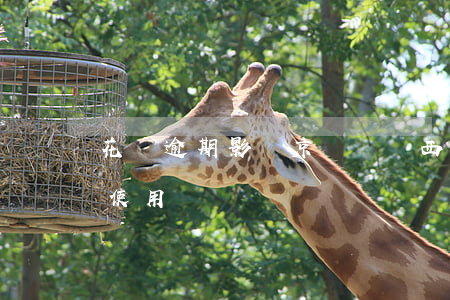 花唄逾期影響京東買東西嗎(京東會影響花唄使用嗎)