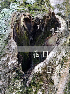 花唄逾期影響以后買(mǎi)房嗎(花唄逾期還款有什么影響?你敢不還款嗎)