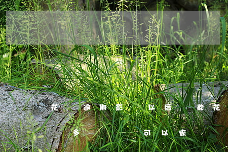 花唄逾期影響以后貸款(花唄逾期會影響貸款嗎?多長時間可以恢復?)