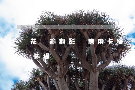 花唄逾期影響信用卡提額么(用花唄影響信用卡提額嗎)