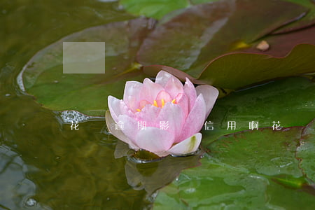 花唄逾期影響信用啊(花唄逾期影響信用啊)