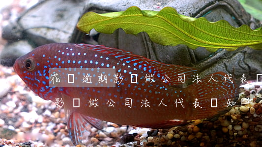 花唄逾期影響做公司法人代表嗎-花唄逾期影響做公司法人代表嗎知乎