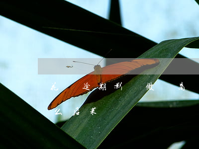花唄逾期影響做電商嗎(淘寶花唄逾期會有什么后果)