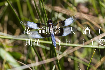 花唄逾期影響大額消費(fèi)(信用卡逾期,花唄會(huì)受影響嗎?)