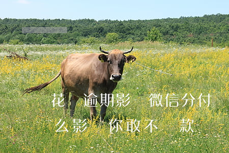 花唄逾期影響微信分付嗎(花唄逾期還款有什么影響?你敢不還款嗎)