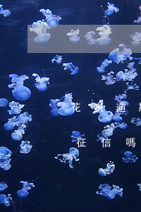 花唄逾期影響微信支付嗎(支付寶花唄逾期上征信嗎?花唄逾期有什么后果)