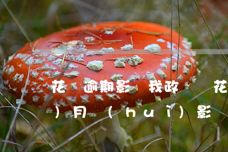 花唄逾期影響我政審嗎(花唄逾期六個(gè)月會(huì)影響公務(wù)員政審嗎)