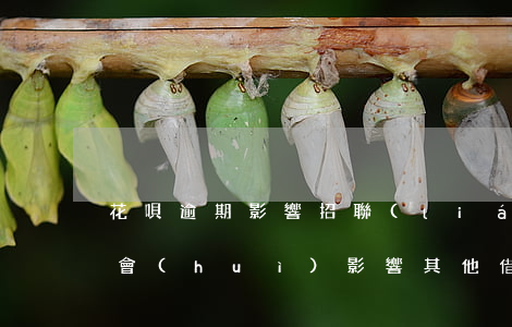 花唄逾期影響招聯(lián)不(花唄逾期會(huì)影響其他借錢軟件申請(qǐng)嗎)