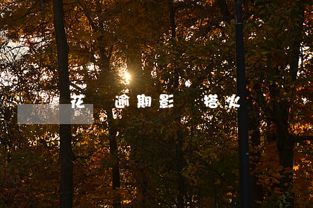 花唄逾期影響搭火車嗎