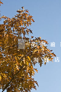 花唄逾期影響注冊公司嗎(花唄逾期會影響開淘寶店鋪么)