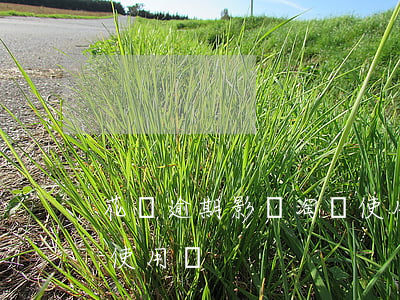 花唄逾期影響淘寶使用么(花唄不還影響淘寶使用嗎)